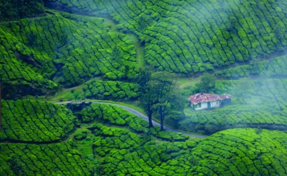 Munnar-Thekkady-Wayanad Tour Package